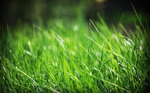 Green_Grass