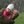 Josh P