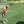 PRatledge
