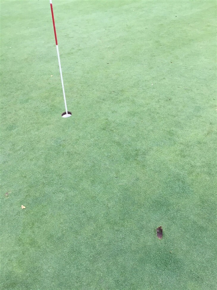 One shot PCC 17th 174y