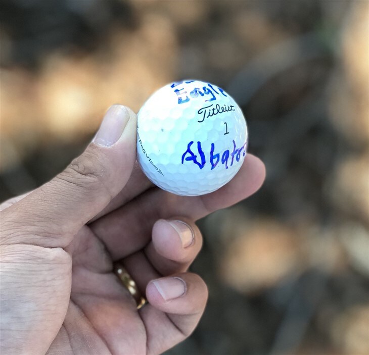 Albatross